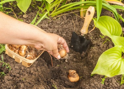 ��� ��������� ���������� �������� ������, ����� ��� ������ �����