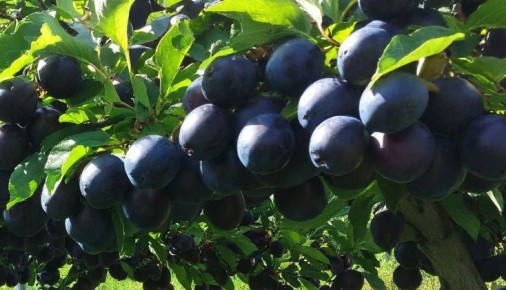 ��������� ���� ������: ������� ��������� ����� �� ���������