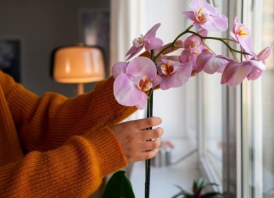 ������� ����������� ������� � �����: ��� �������� ��������