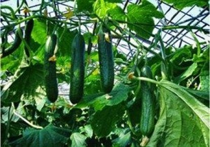 ������������������ �������: ��� ����� ����� � ������ ��� ������