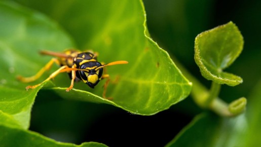 ��� �������� ������ ��� �������: �������� ��� ����������� �� ��������