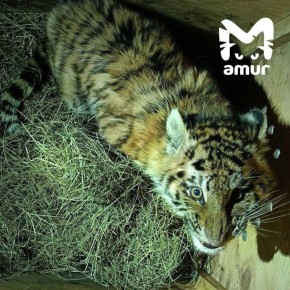 ����������� ��������-������ ����� � ������ � ����������� ����