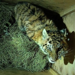 � ����������� ���� ������ ����������� �������� �������