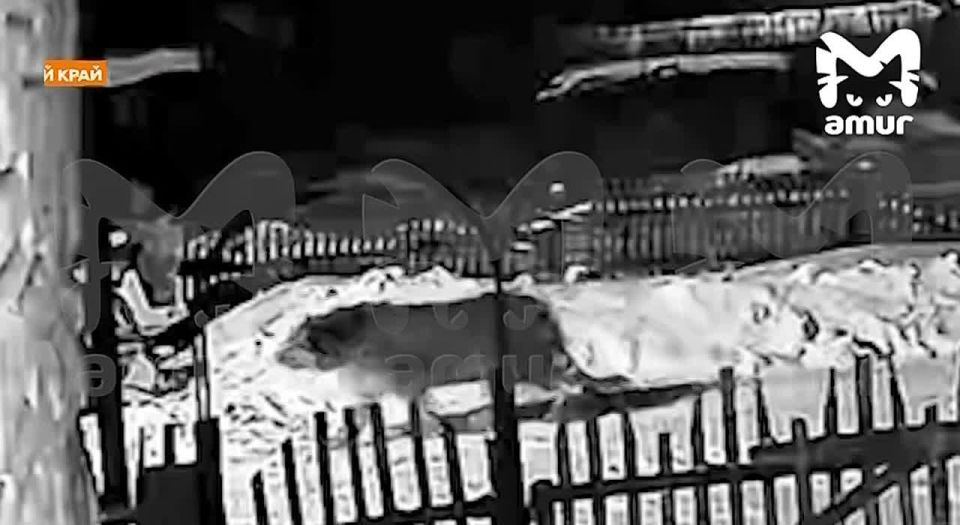 Большой тигр пробрался к жителям села в Хабаровском крае