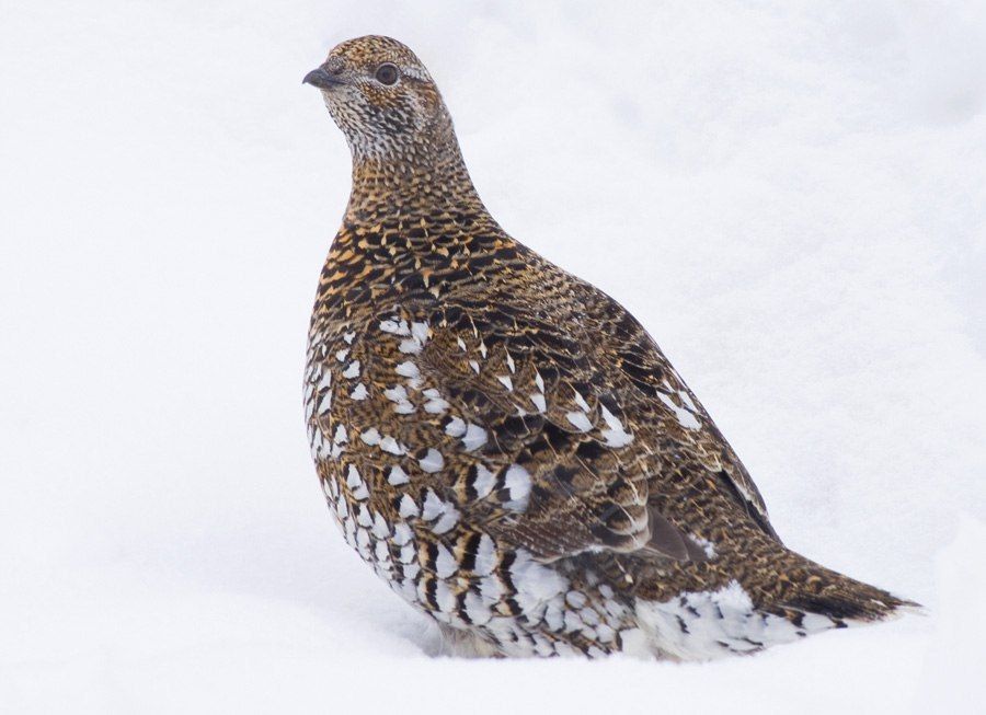 Экологический проект из Хабаровского края победил в конкурсе Президентского фонда природы