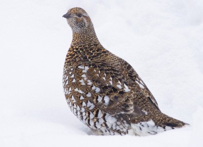 ������������� ������ �� ������������ ���� ������� � �������� �������������� ����� �������