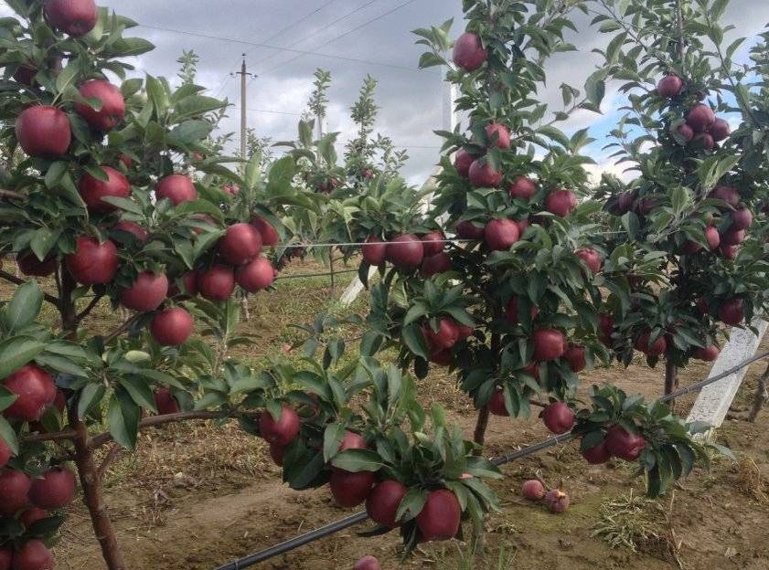 ������� ������: ���������� ����� � �� ����������� ������������