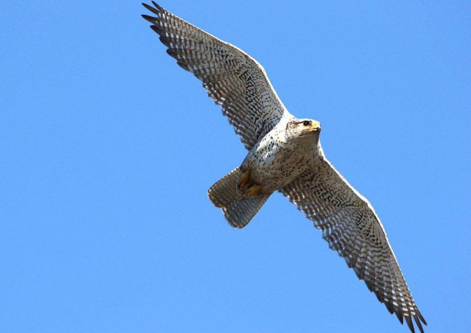 За незаконный оборот кречетов будут судить двух обвиняемых в Хабаровске