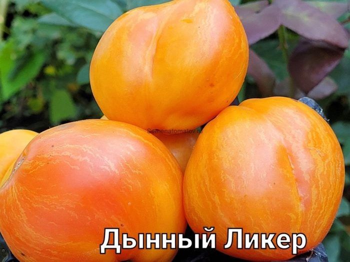 Томат дынный ликер: как вырастить сочные плоды с уникальным вкусом
