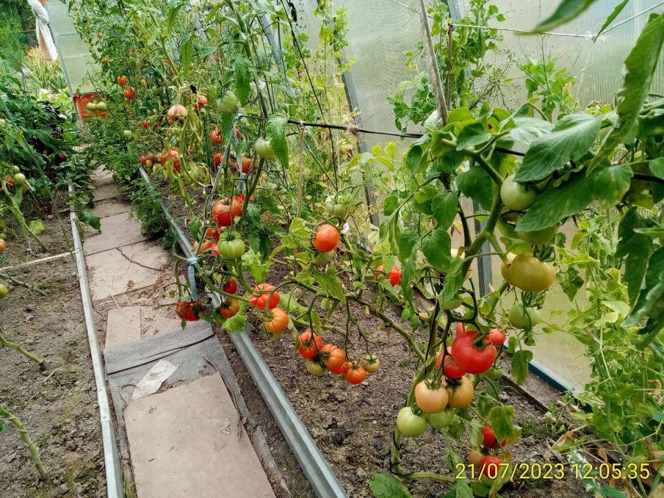 ��� ���������� ��������� ������� ��� ����� ������� �� ����