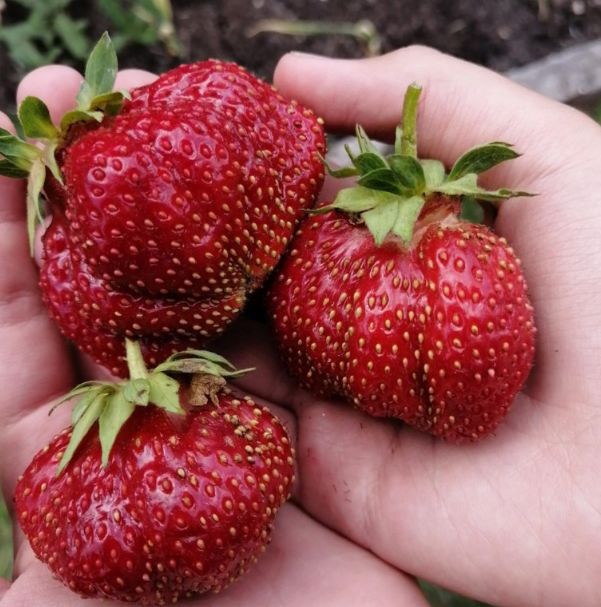 ������ ����� �������� ��� ������ ����: ����������� �������� ��������