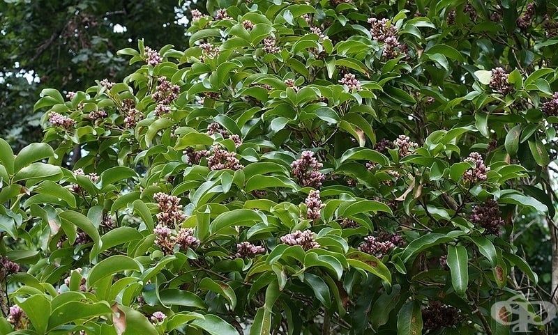 Бобы тонка: запрещенный ингредиент, который изменил мир парфюмерии