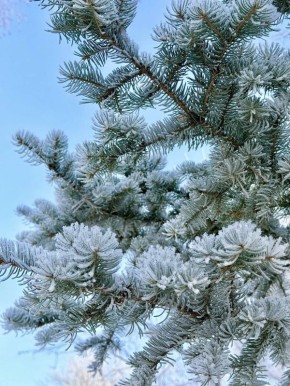 ������ � ����������� ���� ���������