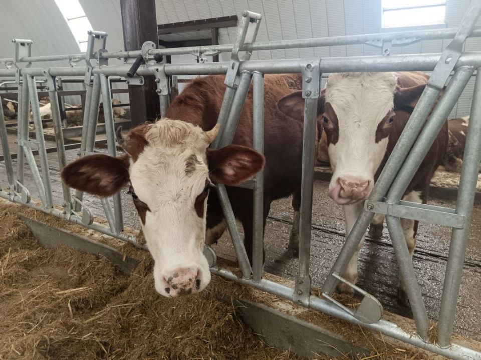 ������ ������ �����������, ������ ����������� ����� ������� �������� ����� �������