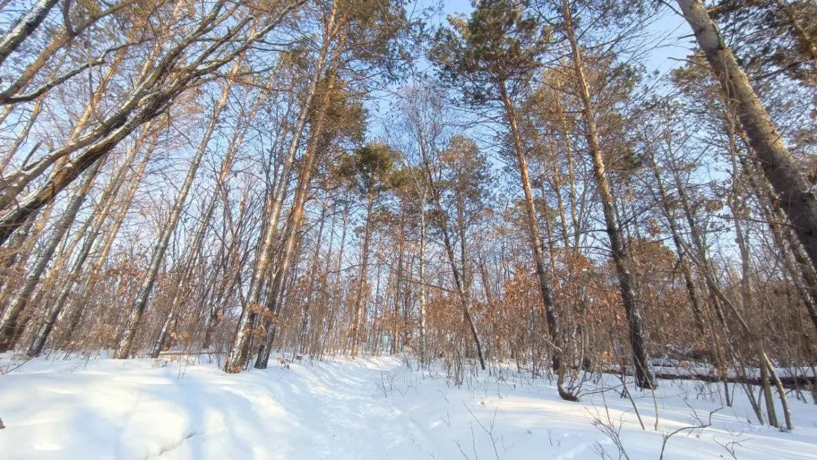 Снежный циклон надвигается на Хабаровский край