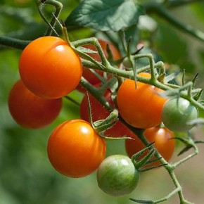 ��� ��������� ��������� ��������: ������� ��������� �����