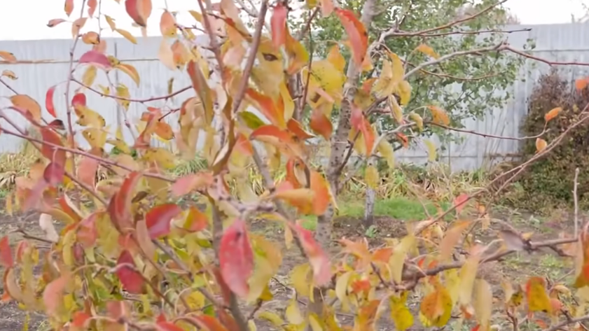 Как отличить качественную груша от пустоцвета: советы опытного садовода