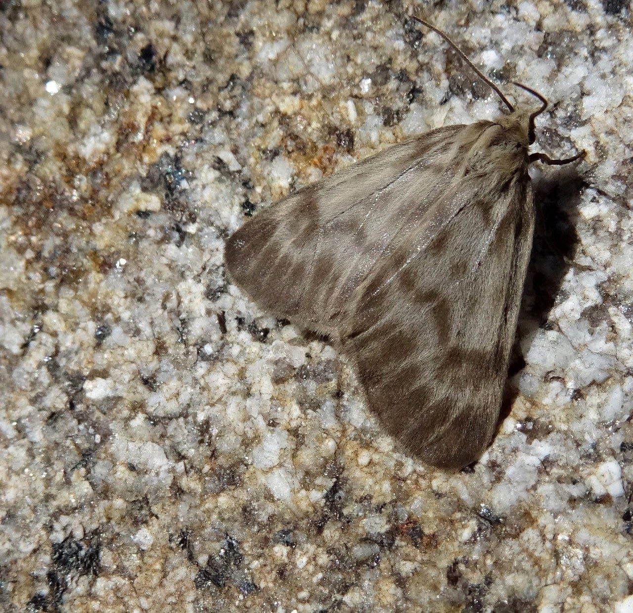 Новый вид бабочки открыли в Буреинском заповеднике