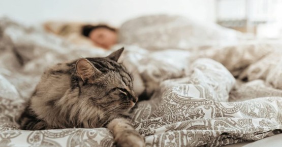 ��������: ��� � ������� ��������� ���������