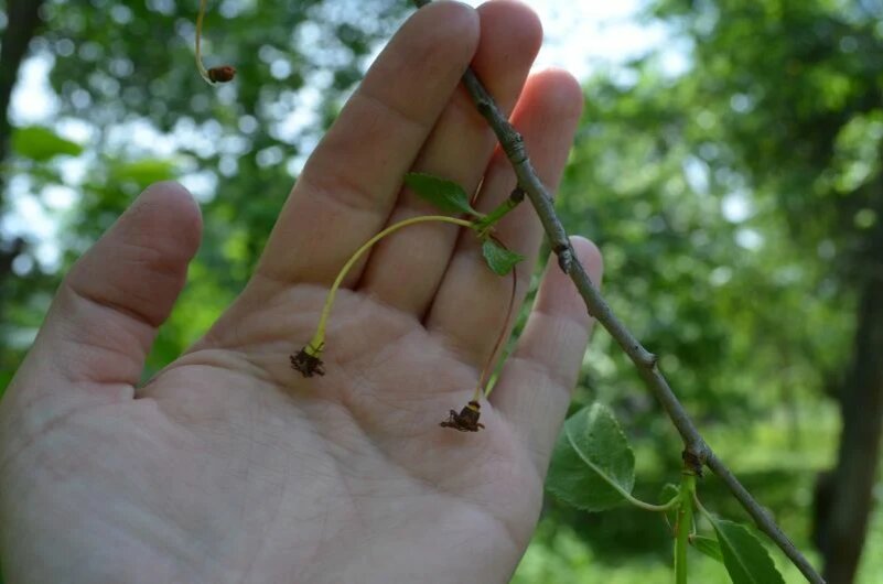 Опадение завязи у вишни и сливы: 5 главных причин, о которых стоит знать
