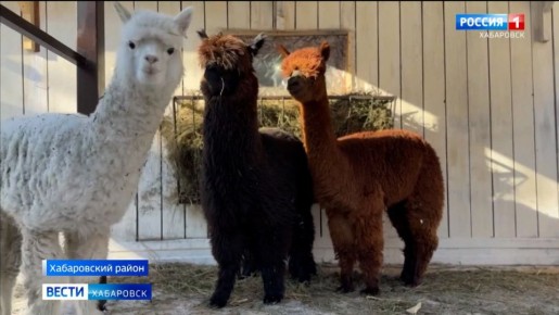 �����, ������� � ����: ����������� ������� ����� ��� ���� ������