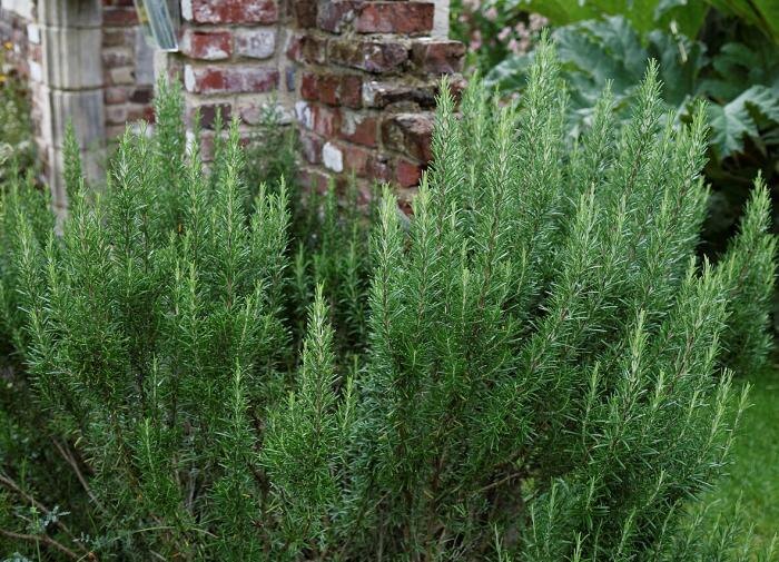 Как защитить розмарин от зимних холодов: советы по уходу