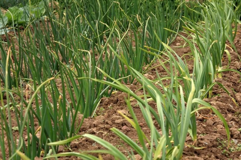 Как правильно сажать лук в июле для осеннего урожая зелени