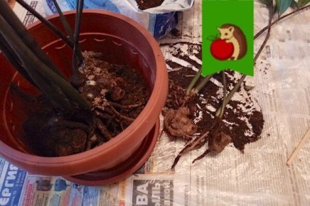 Как пересадить замиокулькас правильно: 5 главных ошибок, которые могут все испортить