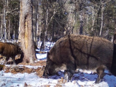 � ��������� ����������� � ���������� ���� ������� �������� ���� � ����, �������� ����������� ����� �� ��������� ����� ������ � ������ ��������� ����� ��������� ����