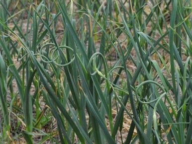 ��� ��������� ������ �� �����: �������� ������ ��� ��������