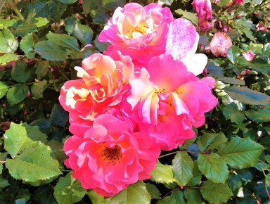 Ошибки, которые подстерегают новичков при покупке и посадке роз