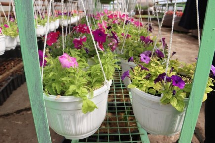 Миллион цветов высадят в Хабаровске к лету