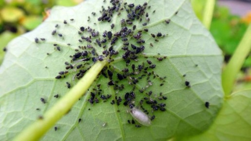 Эффективные методы борьбы с тлей: от химии до народных секретов