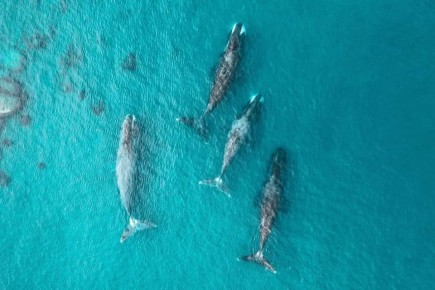 ������ ����������, ��� � ����������� ���� ��������� ���� ��� �����