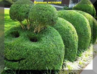 Поработи с самшитом: как это популярное растение украшает ваш сад