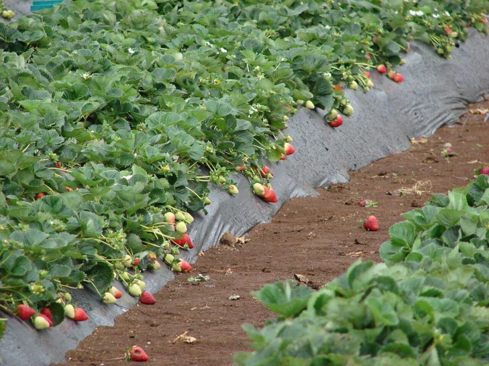 ��� ������ �������� �� ��������� ���������