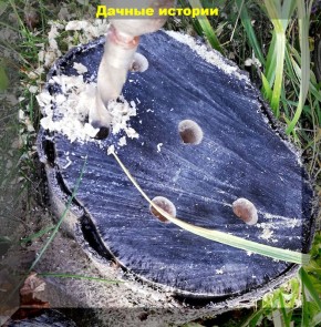 ����������: ������������ ������� ��� ���������� �� ������������ ���