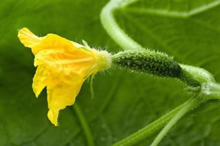 ��� ��������� ������� ������� �������: ������� ��������� �������