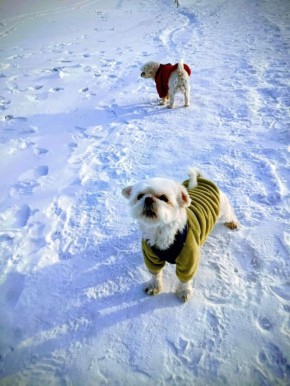 ������ � ����������� ���� ���������