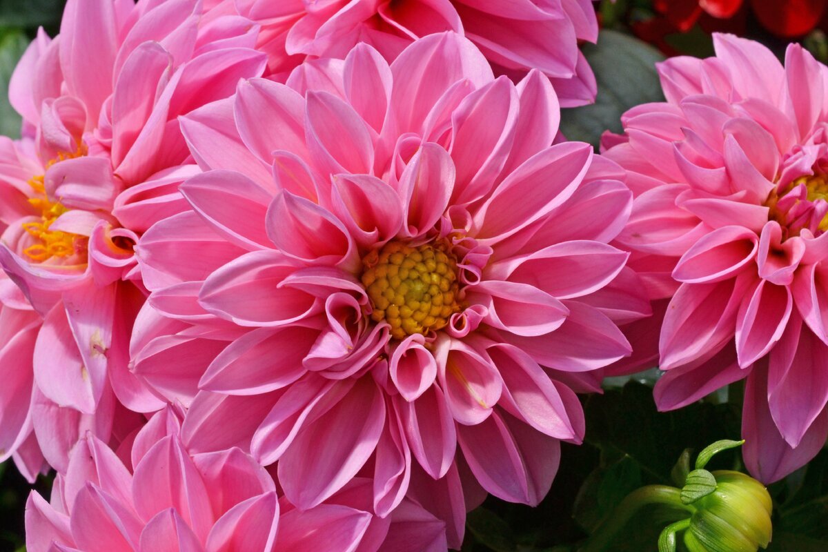 Как правильно подготовить клубни георгина к посадке