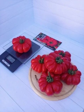 Томат женская доля: секреты крупноплодного сорта с насыщенным вкусом