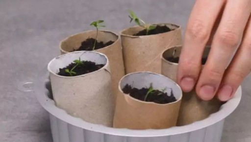 Почему опытные хозяйки никогда не выбрасывают втулки от туалетной бумаги