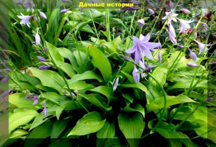 �����, ������� �� ������� �������: 25 ������ ��������� ��� ������ �������