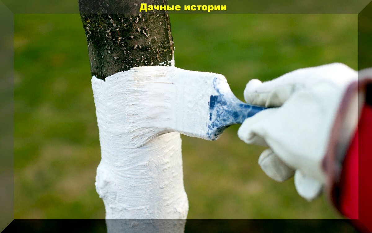 Как правильно белить деревья осенью: советы садоводам