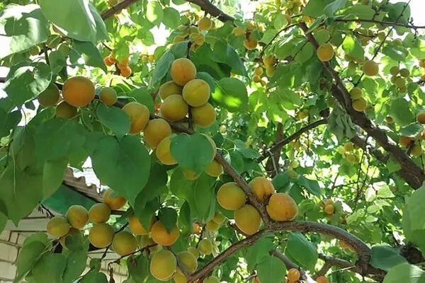 ��������� �������: ����������� ����� � ������ �� �����