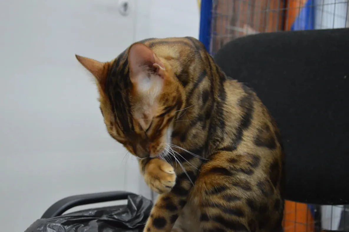 Стерилизацию кошек и собак в Хабаровском крае проводят по льготным ценам