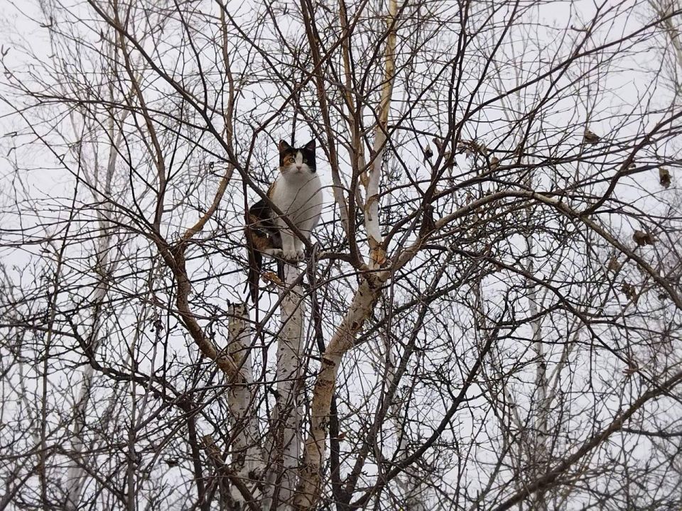 ������ � ����������� ���� ���������