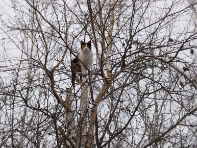 ������ � ����������� ���� ���������