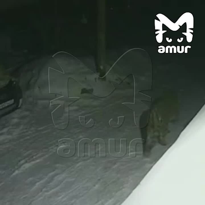 ���� ������ � ���� ���������� �� ����������