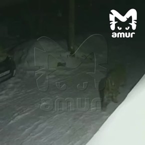 ���� ������ � ���� ���������� �� ����������